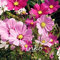 vista 50 unids Cosmos Bipinnatus Semillas Jardín Balcón En Maceta Cosmos Semillas de Flores Bonsai Semillas de Plantas de La Planta DIY