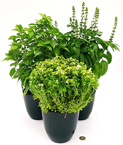 POWERS TO FLOWERS - BASILICO TRIS BIO, GENOVESE, ALPINO e GRECO, VASO 13CM, 3 PIANTE, piante vere