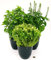 POWERS TO FLOWERS - BASILICO TRIS BIO, GENOVESE, ALPINO e GRECO, VASO 13CM, 3 PIANTE, piante vere