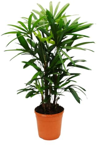 Rhapis Excelsa Palmier en bambou 21 cm Hauteur 80-100 cm