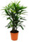Rhapis Excelsa Palmier en bambou 21 cm Hauteur 80-100 cm