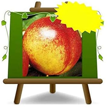 Nectarines à chair jaune Fairlane - Plante fruitière vieux porte greffe franc sur pot 26 - arbre max 200 cm - 4 ans