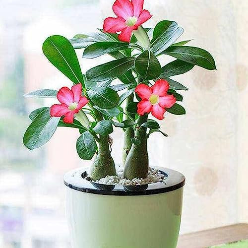 100 Pz/borsa Semi di Adenium Obesum Non OGM Facile da coltivare Tipo misto Adenium Obesum Semi di rosa del deserto Fiore Albero da frutto Semi di ortaggi Semi di Adenium
