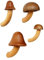 Molinter Pilz-Kühlschrankmagnete Holz Pilz Magnete Dekor Kühlschrankmagnete Aufkleber für Kühlschrank Whiteboard Küche 4 Stück