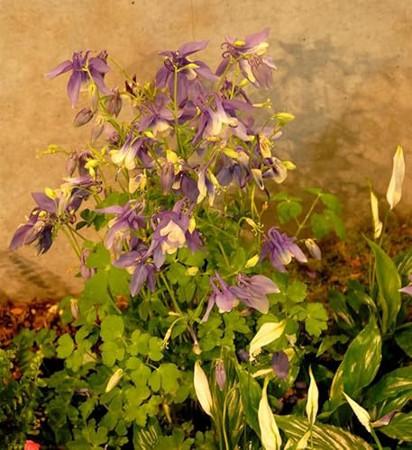 Akelei Blue Star - Aquilegia caerulea - lebende Gartenpflanze aus den Baumschulen
