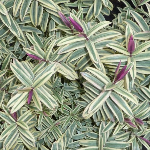 YouGarden Hebe 'Lady Ann', 1 x 9cm Pot, Variegated Evergreen, Pink Flowers, Pollinator Garden Shrub