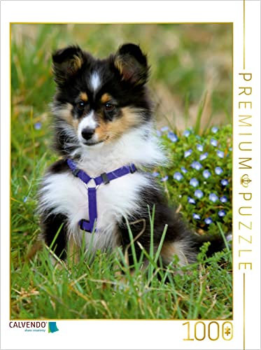 CALVENDO Puzzle EIN Motiv aus dem Kalender Mit Shelties durchs Jahr 1000 Teile Puzzle hoch | 1000 Teile Lege-Größe 48 x 64 cm Foto-Puzzle für glückliche Stunden