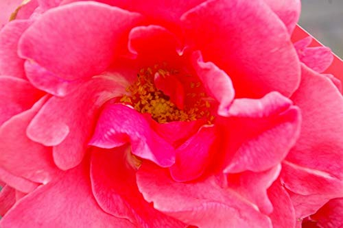 Kletterrose Lawinia® - Rosa Lawinia® - reinrosa - Duft+++ - Tantau-Rose