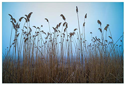 Wallario Küchenrückwand selbstklebend 90 x 60 cm, Motiv: Schilfrohr am See vor blauem Himmel | Spritzschutz abwischbar & pflegeleicht