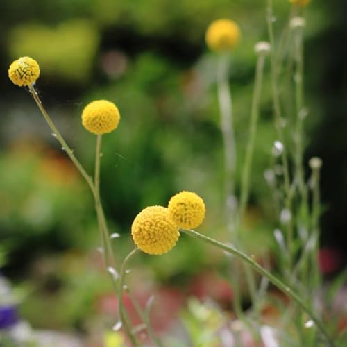 100 Pcs Trommelstock Pflanze Samen - Kräuterpflanzen, Blumen Für Balkon Trommelstock Samen, Wildblumen Balkonblumen, Schnittblumen Samen Kletterpflanzen Winterhart, Bio Saatgut Gartendeko