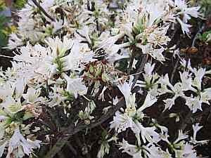 Rhododendron luteum Fragrant Star - Azalea Fragant Star