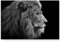 Paul Sinus Art Leinwandbilder | Bilder Leinwand 120x80cm Portrait Löwe schwarz/weiß