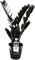 Zamioculcas Raven 60 cm – Schwarze Zamioculcas Zimmerpflanze, Pflegeleicht & Robuste Pflanze für Innenräume, Dekorative Pflanze für Wohnzimmer & Büro