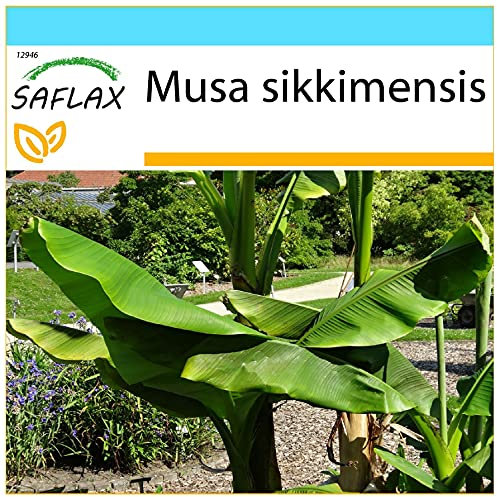 SAFLAX - Gift Set - Darjeeling Banana - 5 Seeds - Musa sikkimensis
