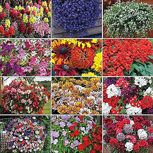 Nurseryman’s Choice Annual Summer Bedding Mix Garden Flowers Beautiful Summer Colours Ideal for Patio Containers Flowerbeds & Cottage Gardens 144x Plugs by Thompson & Morgan (144)
