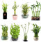 20 pcs glücksbambus samen - winterharte pflanzen für garten,Dracaena sanderiana, balkonpflanzen winterhart bonsai baum grünpflanzen deko pflanzen praktische geschenke topfpflanzen