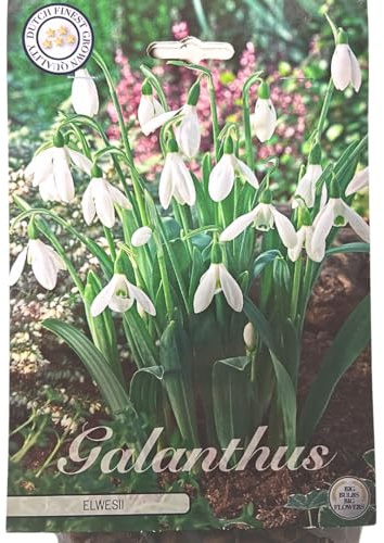 IFLO® Galanthus - Schneeglöckchen Blumenzwiebeln, Winterhart, Mehrjährig, Bio-Qualität (50)