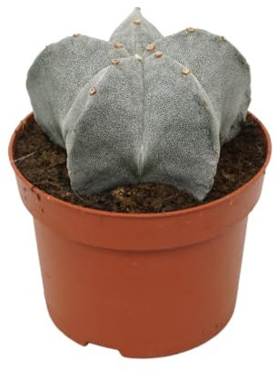 Exotenherz Astrophytum myriostigma - Bischofsmütze - 12cm Topf - Kaktus - Zimmerpflanze