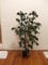 Licht & Grün exclusive Kunstpflanzen Künstlicher Ficus 100cm