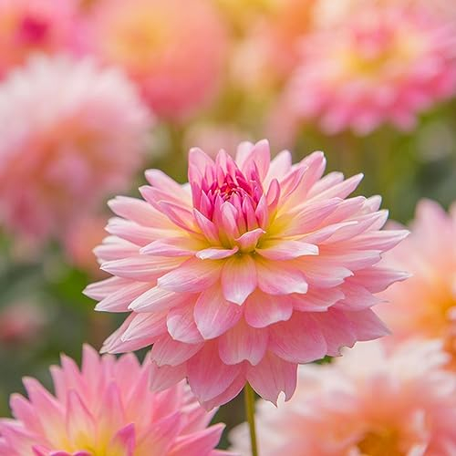10 pcs zwiebeln dahlien knollen - kleine geschenke zwiebel wildblumen,dahlie dahlia, winterharte kübelpflanzen gartenblumen flower mittagsblume winterhart robuste balkonpflanzen
