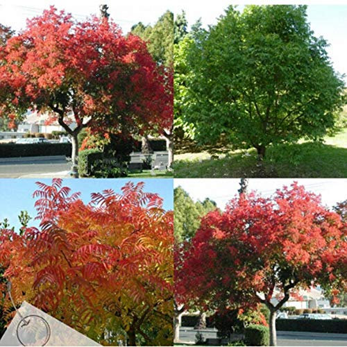 Pinkdose Nuova casa Giardino piantare i semi freschi cinese Pistache, (pistacchio) Pistacia chinensis Albero Seed - 10 pc/lotto