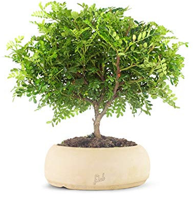 Super Pepe Bonsai Altezza 35 cm, Pianta Vera, per Interno, Vaso Artigianale in Terracotta - Bianco