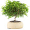 Super Pepe Bonsai Altezza 35 cm, Pianta Vera, per Interno, Vaso Artigianale in Terracotta - Bianco