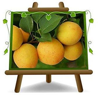 bricotier arbre de abricots Ninfa plante fruitière autofertile sur un pot de 26 max 200 cm - 4 ans