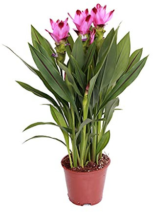 Bloomique - Curcuma Siam - Kurkuma Pflanze - Siamesische Tulpe - Blühende Zimmerpflanzen - Luftreinigend - Höhe 50-60 cm - Topf 14 cm