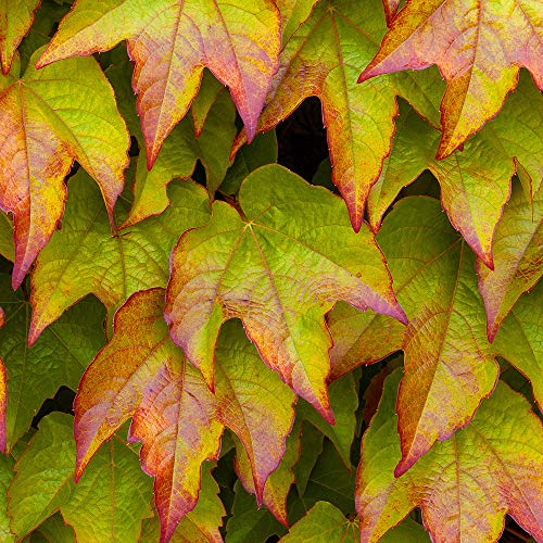 GardenersDream Parthenocissus Veitchii - Selbstkletternder Wilder Wein Winterhart - Kletterpflanzen Winterhart Kompakt - Balkon Pflanzen Fassadenbegrünung