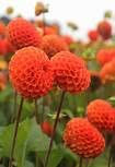 Dahlia 'Bantling' Orange Flowering Bulb