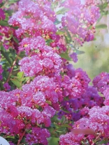 Lagerstroemia Indica Violet d'ete - Kräuselmyrte Indica Violet d'ete - 40-60cm