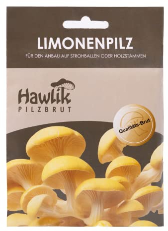 Hawlik Pilzbrut - l'originale - Pleuroto citrino come kit funghi coltivazione - un gioco da ragazzi per raccogliere funghi freschi - 20 tasselli con funghi micelio per la coltivazione