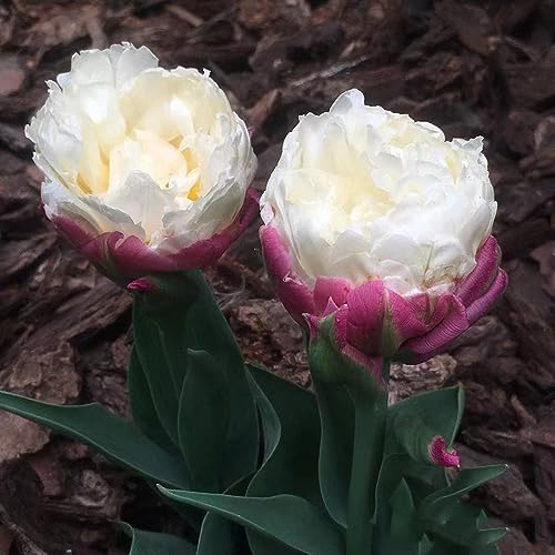 9 pcs tulpenzwiebeln bio - zimmerpflanze mittagsblume winterhart bienenfreund tulpenzwiebel,tulpen zwiebeln winterhart mehrjährig, balkon deko winterfeste pflanzen für kübel pflanztopf