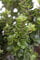 Ilex crenata 'Rotundifolia' 30-40 cm - Japanische Stechpalme, immergrün, ideal für Hecken und Kübel, schnittverträglich, winterhart