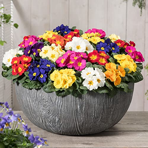 WmHeoo2077 Balkonkasten Samen,Gartenblumensamen im Freien, Topfblumensamen, gemischte Farbe, 100 Kapseln,Blumensamen winterhart mehrjährig