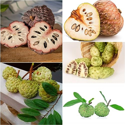 250 pcs Graviola samen - obstbaum ausgefallene geschenke seltene pflanzen,Annona muricata,soursop exotische früchte grünpflanzen bonsai bäumchen kaufen winterfeste pflanzen für balkon