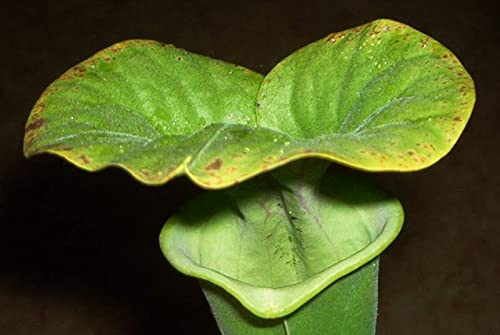 fleischfressende Pflanze, Schlauchpflanze, Sarracenia flava 10-20cm.