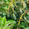 100 Stück avocado pflanze samen avocadobaum zwergobstbäume balkonpflanzen winterhart mehrjährig obst biosaatgut kübelpflanzen pflanzensamen geschenk gartenpflanzen balkongarten