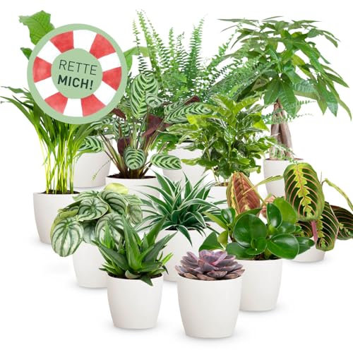 Rette mich: Zimmerpflanzen 12er Set, inkl. 12 Übertöpfe in Natur, Retten statt wegwerfen, Überraschungs-Set mit 12 Pflanzen, ø 10-12 cm Topf