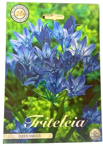 Blumenzwiebeln in Geschenkverpackung - Zwiebeln, Knollen verschiedener winterharter Pflanzen für Garten und Balkon - bunt (Triteleia -Queen Fabiola -60 Stück)