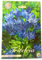 Blumenzwiebeln in Geschenkverpackung - Zwiebeln, Knollen verschiedener winterharter Pflanzen für Garten und Balkon - bunt (Triteleia -Queen Fabiola -60 Stück)