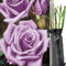 1 Fragrant Rosa Hybrid Tea Rose Waltz Time Purple Flower Bare Rooted Bush Plant -Brighten Garden Outdoor Landscape Shrub Border Walkway Vertical Hedge