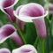 Calla zwiebeln-Winterhart Mehrjährig,Calla Pflanze Winterhart,Calla Pflanze Knolle,Calla Lily Plants Live,Calla Lily Plant,Zuverlässiger Verkäufer,Einfach Zu Pflanzen-6zwiebeln-e