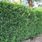 GreenboutiQ - Heckenpflanzen - Cupressocyparis leylandii - Blatt grün - 8 Pflanzen - 1 laufender Meter - immergrün - Topf 9cm Höhe 35-40cm