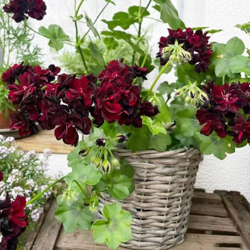piante di geranio pendenti - semi fiori selvatici piante in vaso resistenti all'esterno balcone fiorito gerani resistenti vaso per giardino semi esotici di 50pcs