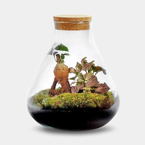 Erlenmeyer M Bonsai – 20 cm Nachhaltiges Flaschengarten aus Recyceltem Glas mit Korkverschluss – Elegante Pflanzen-Deko für Umweltbewusste