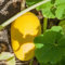 Bio-Winter-Spaghetti Squash, 30 Samen Non-GMO
