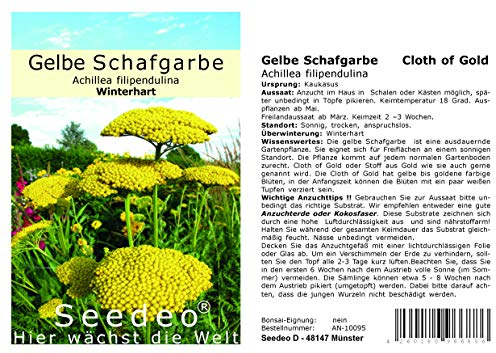 Seedeo® Gelbe Schafgarbe Cloth of Gold Achillea filipendulina 200 Samen
