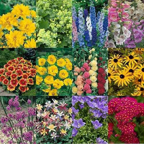 Live Plants - Cottage Garden Perennials x 12 Plug Plants by DR.SPOCK